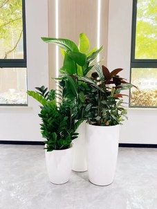 余姚专业绿植租摆,为您的生活注入自然气息